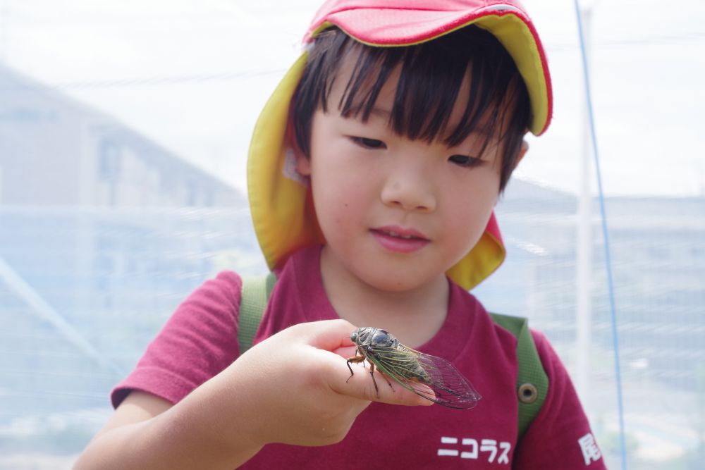 最後までセミを諦めずに探し続けたゾウ組さんと先生たち！！
ついに２匹ゲット！

早速園庭のむしの家にご招待！！

「みんちゃ～ん！」

と嬉しそうに観察していたEくん

これからみんなに鳴き声いっぱい聞かせてね☆
拾った抜け殻も飾り付けるのが楽しみだね！！