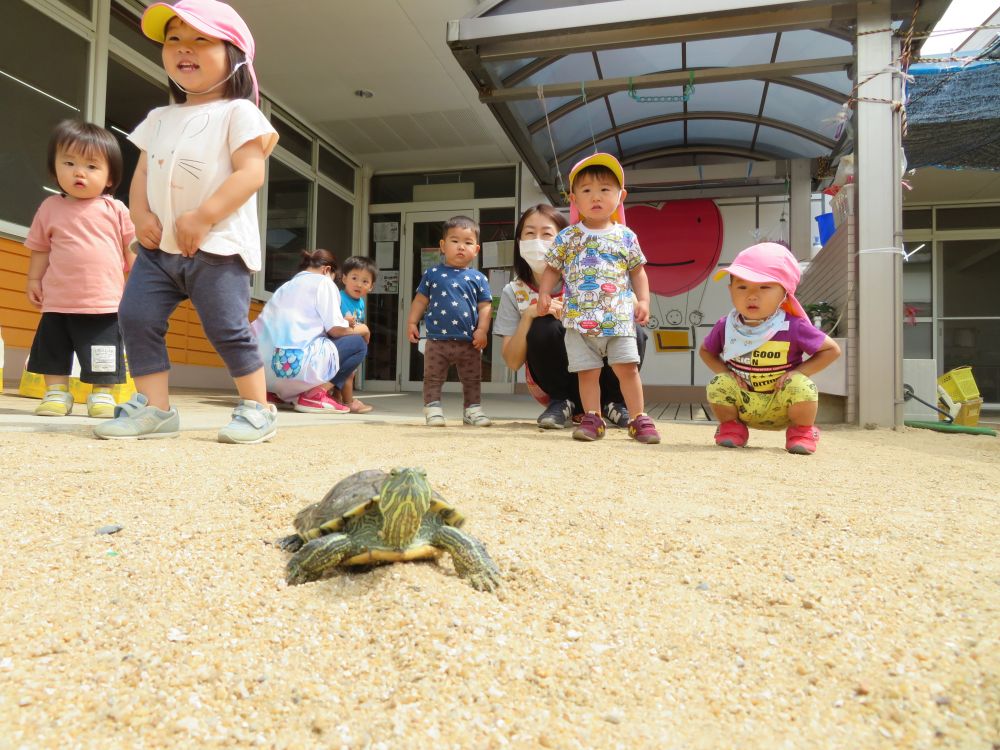 園で育てている亀のかめきち（性別不明）。
天気のいい日には、甲羅干しをかねて園庭をお散歩したりします。
今日は、ひよこさんとご一緒♪

広い園庭にみんなで、よ～いどん！