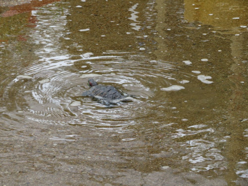 先日の大雨の雨上がり。あいはうすには大きな大きな水たまりができました。
子どもたちが遊ぶには、ちょっと肌寒い・・・

「かめきち、およぐかしら？」
ちょっとした好奇心がわいてきて・・・みずたまりにチャプン💦
すると・・・
すいすい～～すいすい～～♡
かめきち、気持ちよさそうに泳いでるよ。
