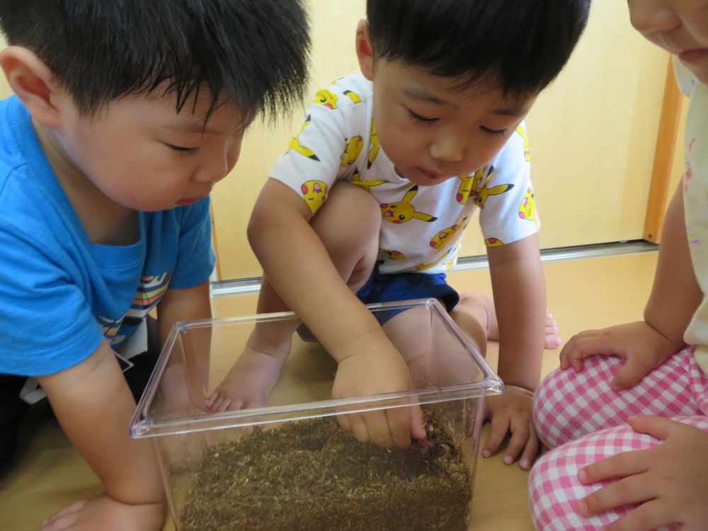 後輩のカブトムシ。
　　「ここを持つんだよ」