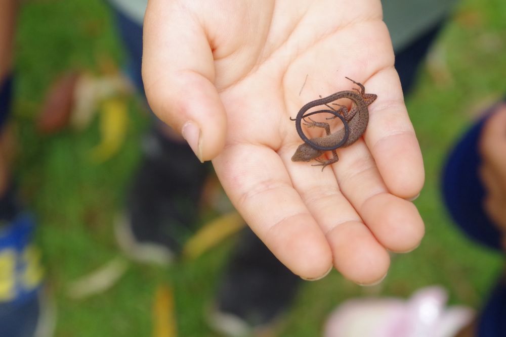 
そしてセミを探す途中でこんな素敵な出会いも・・・

トカゲの赤ちゃんを発見

「ちっちゃい！」
「かわい～～」

みんなに囲まれると、トカゲの赤ちゃんもチョロチョロ～と逃げてしまいました

「行っちゃったね」
「はずかしくなったのかも」

なんて会話も・・・
園庭でよく見かけるトカゲとはまた一味違ったようです！

またお散歩に行ったら会えるといいね～