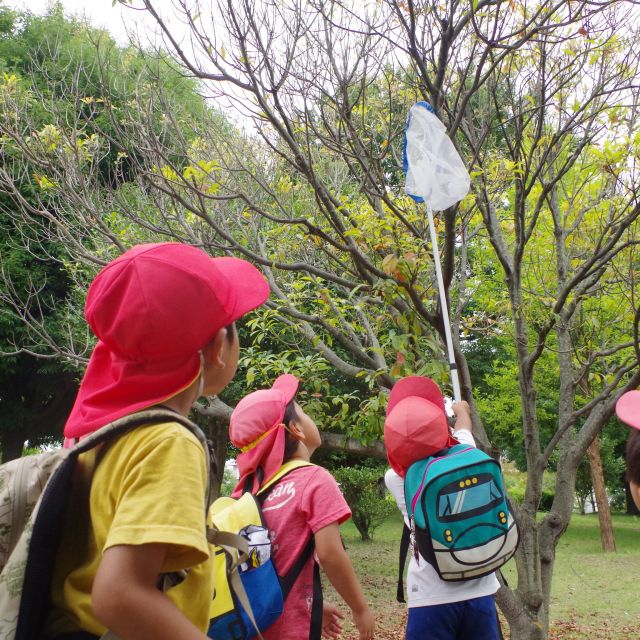 ＊　４歳児　どのセミがおおいのかな？　*