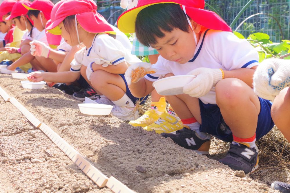 秋風の気持ちよさを感じ始めた9月。
今日はゾウ組さんが楽しみにしていた菜園活動の日です。

コロナの影響で春には行けなかったけれど、やっと実現しました♡
“いきいき畑”へ行く道中も、地域の畑を観察しながら歩きます。
「先生、これなんかねぇ？」
「背の高い大きな葉っぱのは里芋で、ツルが長～くのびてるのはさつまいもだよ」
「いもばっかりじゃね～。おいもの季節なんじゃね！」
と、畑を見て季節を感じたり・・・
「あっ！とんぼがおるよ！」
「もうセミはおらんのんかねぇ」
と、生き物から季節を感じたり・・・
外を少し歩くだけで、季節の移り変わりに気づきますね♪

初めての菜園活動で、軍手をつけるのもまだ慣れていないゾウ組さん。
難しくても、自分でがんばってつけていました。
つけた後、友達とハイタッチ！！
上手にできた嬉しさと、これから始まる楽しさで、わくわくが止まりません♡


