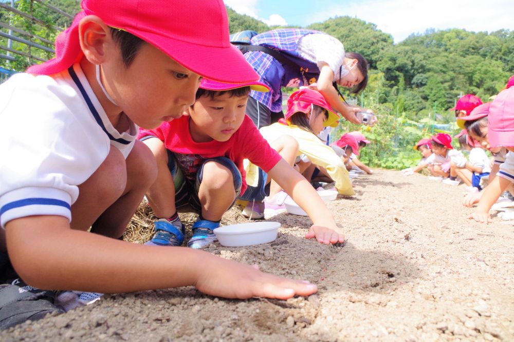 植えた後は、なるべく種が動かないように土をかけます。
しっかりと種を見つめ、穴から出ないように、そ～っとそ～っと土をかぶせます。
指の先まで力を入れ、ピン！とのびた手のひらに、子ども達の緊張が感じられ、とても微笑ましかったです。
これから来る寒さに負けず、元気に大きくなってくれるといいね♪