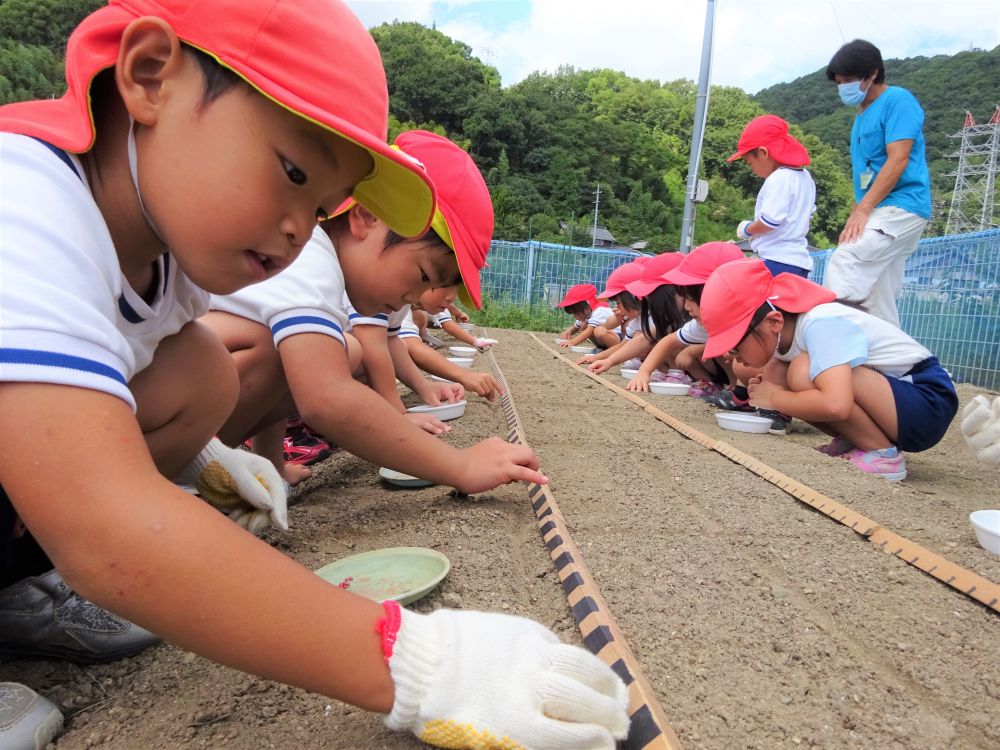 昨日に続き、今日はゾウ組みずグループさんの菜園活動に行きました。

今日は天気にも恵まれ、秋晴れで気持ちのいい季節の中、みずグループさんといきいき畑へ出発です！！
畑へ向かう道中は
「先生、いっぱい畑があるねー」
「あの葉っぱはなんじゃろ－」
など、ワクワクしながら周りのいろんなものに興味を持ち、秋桜の花やとんぼを見つけたり
秋を感じながら歩いて行きました。

いきいき畑に到着です。
まずは軍手をはめて・・・

さあ準備が出来たよ！！
