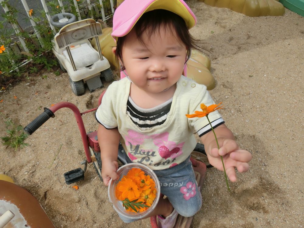 園庭には季節ごとにみんなで植えたお花や、自然に根付いた植物が花を咲かせています。
子どもたちは、そんな植物にも興味を持って遊びに使ったり、先生にプレゼントしてくれます。
季節は、秋・・・コスモスが花盛りです。
鮮やかなオレンジ色✨きれいね~~♡