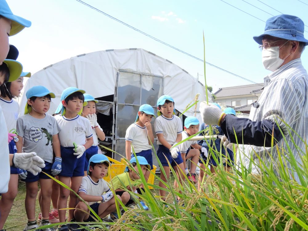 ５月の田植えをしてから数ヶ月が経ち、子どもたちは稲刈りをとても楽しみしていました。
今日は天気にも恵まれて、稲刈り日和でした。
｢ちゃんとお米が出来ているかな・・｣
田んぼに行く道中、ワクワク・ドキドキで少し興奮気味な様子。

田んぼに着くと、村上のおじいちゃんが豊富に実った稲を見ながら説明してくれました。
｢みんな、ご飯はたくさん食べていますか？｣
というおじいちゃんに、
｢うん！ご飯たくさんたべてるよー大好き！｣
と、みんな元気いっぱいで答えていました♡

そして、稲刈りの仕方を教えてもらいました。
【稲の根元近くを持って、はさみを気を付けて切る】