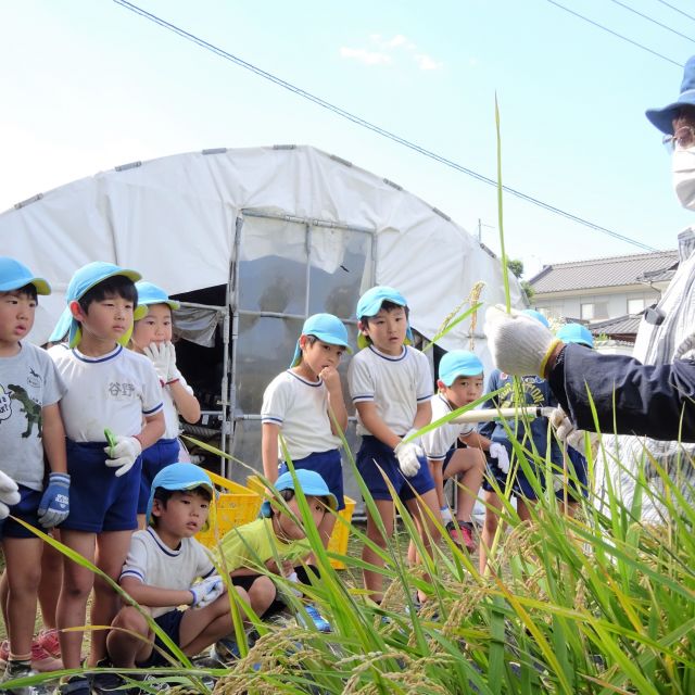 ＊　５歳児　稲刈り（門田認定こども園）　＊