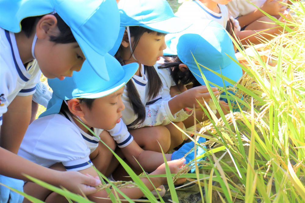 10月7日
天気にも恵まれ絶好の【稲刈り】日和♪
6月に田植えをさせていただいた、村上のおじいちゃんの田んぼで、今日は【稲刈り】を体験！！

4ヶ月ちょっとの間に、どんなふうに生長しているのかな・・・
稲刈りに行く前に、園庭で育てている稲を観察しました。
なぜか雑草がたくさん育ったり・・・そのわりに稲は少ししか育たなかったり・・・せっかく稲穂になっても“実(米)”がつまってなかったり・・・なかなか思うようにいかなかった自分たちの米作り。
おじいちゃんの田んぼではどうだろう？？

田んぼにつくと一面に広がる稲穂！　まさに黄金色の世界です。
「おぉ～！」と子ども達からも歓声があがります。

収穫前、おじいちゃんから「1本の稲に100粒のお米がなってるよ」と教えてもらった子ども達。
「え～、ほんまに！？」と、自分たちで手に取って数えています。
「1，2，3，4，・・・」と数え、「あ～多すぎてわからん！」と言う声や「100個あった！」と言う声が聞こえていました。1本の稲穂に、たくさんのお米ができていることがよくわかったようです♪