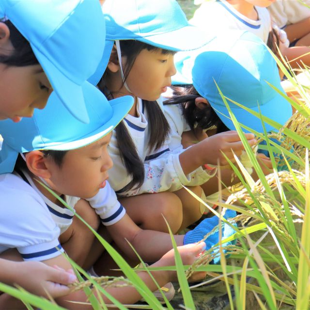 ＊　５歳児　稲刈り　(ゆめはうす認定こども園)　＊