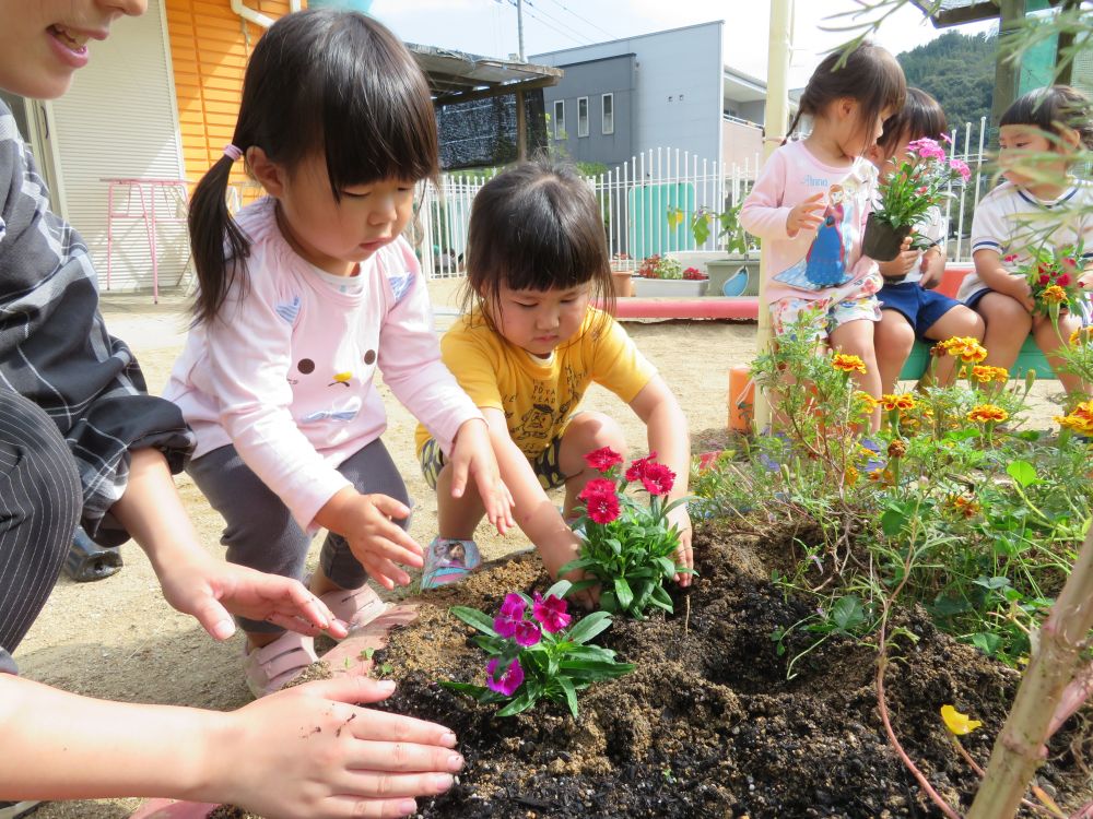 穴の中に、そ～っと・・そ~っと・・お花の苗を入れて、土のお布団かけて・・
優しくトントンと土をして・・お水をあげて~・・・