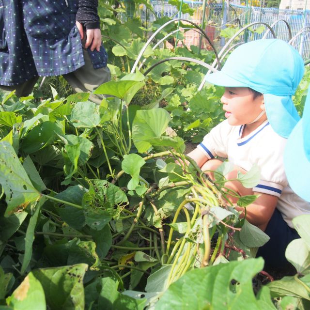 ＊　５歳児　菜園活動（かぜグループ）　＊