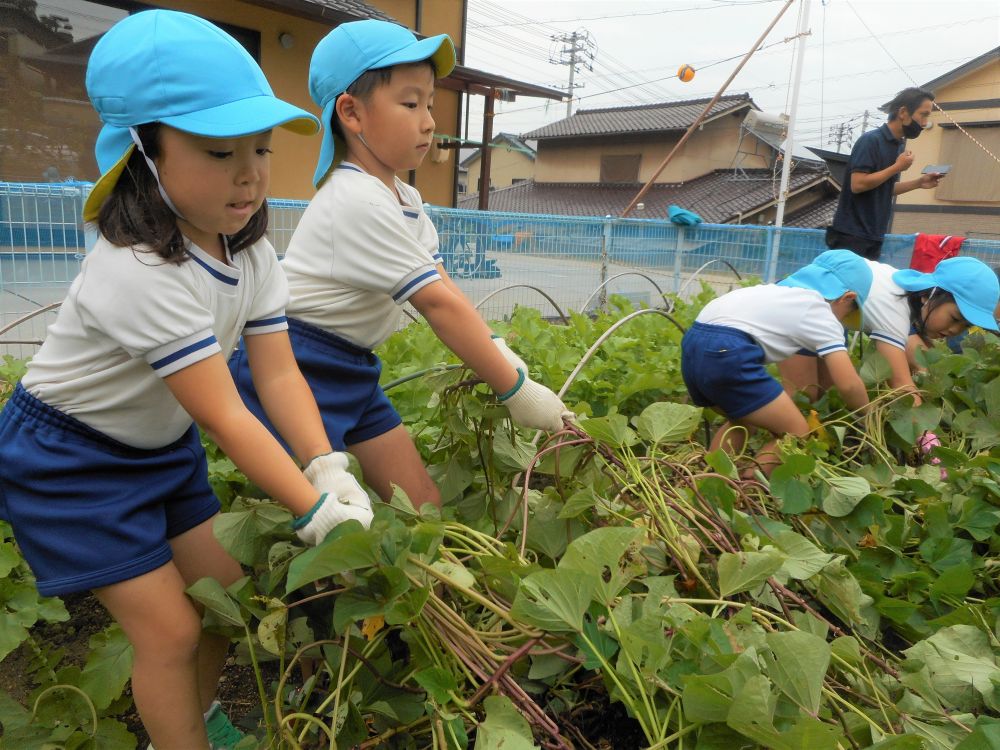 10月28日、ふたばグループさんが菜園活動を行いました。
曇り空でしたが、気持ちの良い風を感じながら歩いていきいき畑へ・・・。
道中、コスモスやトンボ、なすや里芋なども見つけ、身近な“秋”に触れたキリン組さん。
畑で色んな野菜を見つけるたび、今日の【いも掘り】へのわくわくが高まります♡

いきいき畑へ到着して、まずは畑を観察！
現在畑には“さつまいも”と“大根”と“玉ねぎ”が植えてあります。
｢さつまいもはどれかわかるかな？｣と聞くと、
「これでしょ！」とみんなが指さして教えてくれます。
「さつまいもにはツルがあるもん。だからこれしかない！」と言う子や、
「わからんけど、これは大根だし、これはネギだから、残ったこれがさつまいも」
と、知っていても知らなくても自分なりに考えて答えてくれるキリン組さん。

