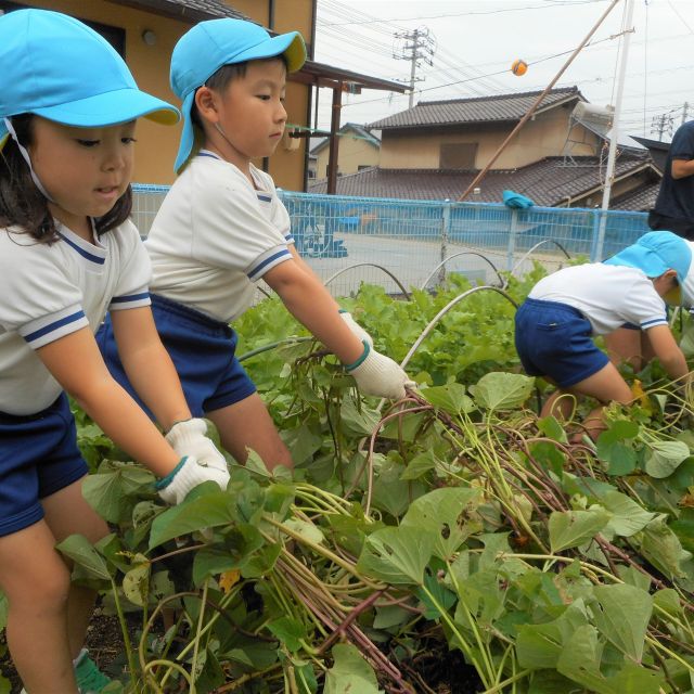 ＊　５歳児　菜園活動（ふたばグループ）　＊