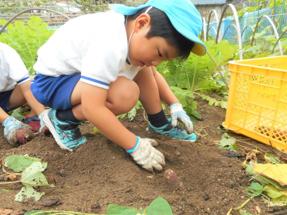 いよいよ収穫スタート！
意気込んで畑に入るも、ツルの多さに戸惑う子ども達。
どんどん出てくる虫に驚きながらも、友達と協力して、手強いツルを引っ張ります☆
本気で引っ張りすぎて、しりもちをつく子も♡
そのたびに友達と笑って顔を見合わせていました♪
やっとの思いでツルを取っても、さつまいもは収穫できず・・・。
「あれぇ？おかしいなぁ。」
「ほんとにおいもある？」
と不思議顔の子もいましたよ♡