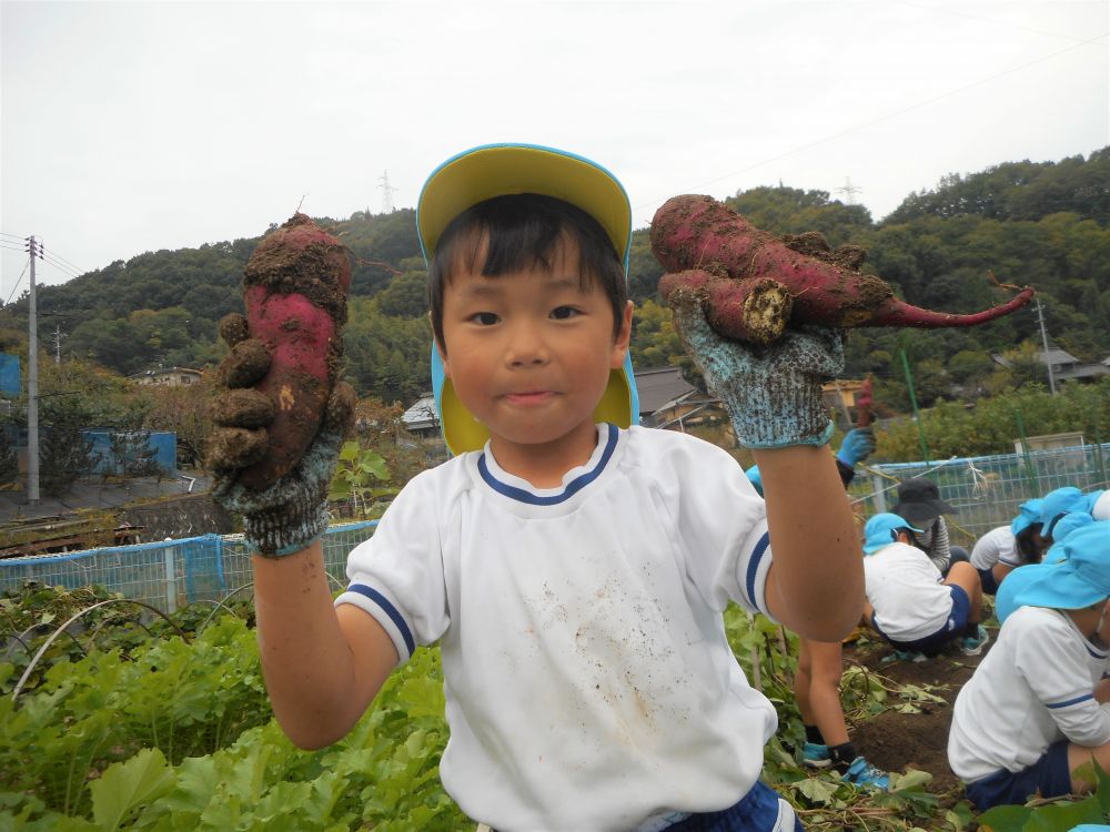 土を掘って、中にたくさんのおいもが隠れているとわかると、どんどん掘り進みます。
夢中になりすぎて、土の上に寝そべるように掘っている子もいましたよ♡

さつまいもが収穫できるたび、あちこちから
「見て見て～、おっきいおいも！」
「ぼくのは細いけど、いっぱいとれたよ！」
と収穫の喜びの声が♪
時間をかけてたくさんのおいもを手にした子ども達。

キリン組さんは、先日稲刈りしたお米と、今日収穫したさつまいもを使って、さつまいもおにぎりを作る予定です！
クッキングの様子もまたホームページに掲載するので、楽しみにしていてくださいね♡