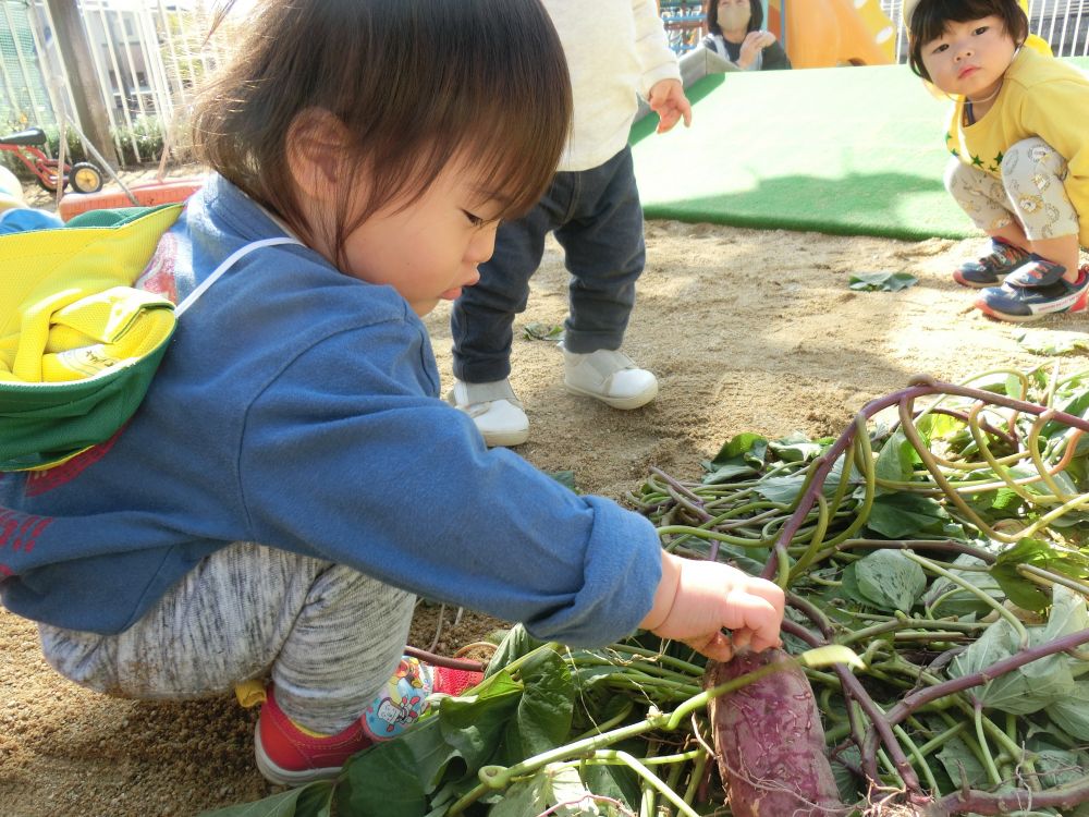 俺は・・・このお芋がいい～( ^o^)ﾉ