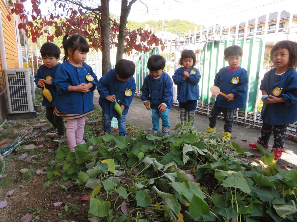 あいはうすにも・・小さな畑がありまして・・・
そこに・・２歳児さんが・・お芋を植えてます。
そして・・・収穫の時期がやって来ました＼(^O^)／