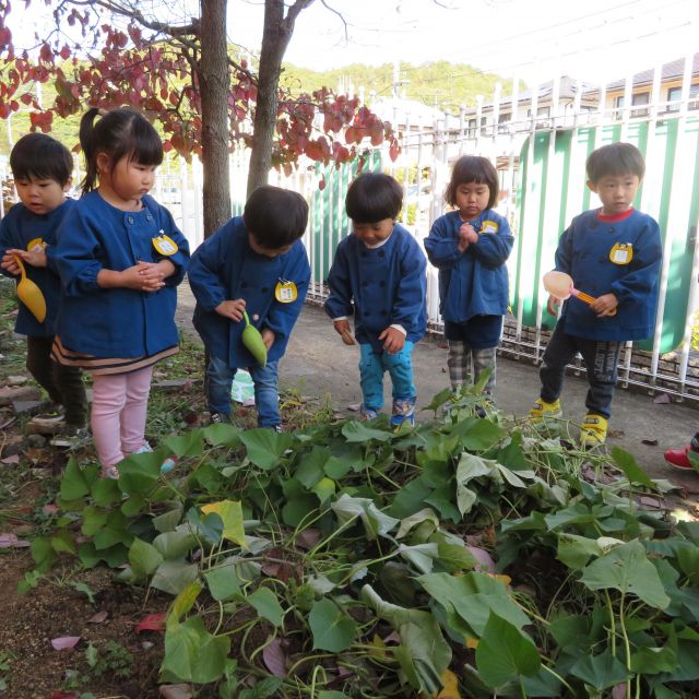 ２歳児さん・・お芋掘り💦