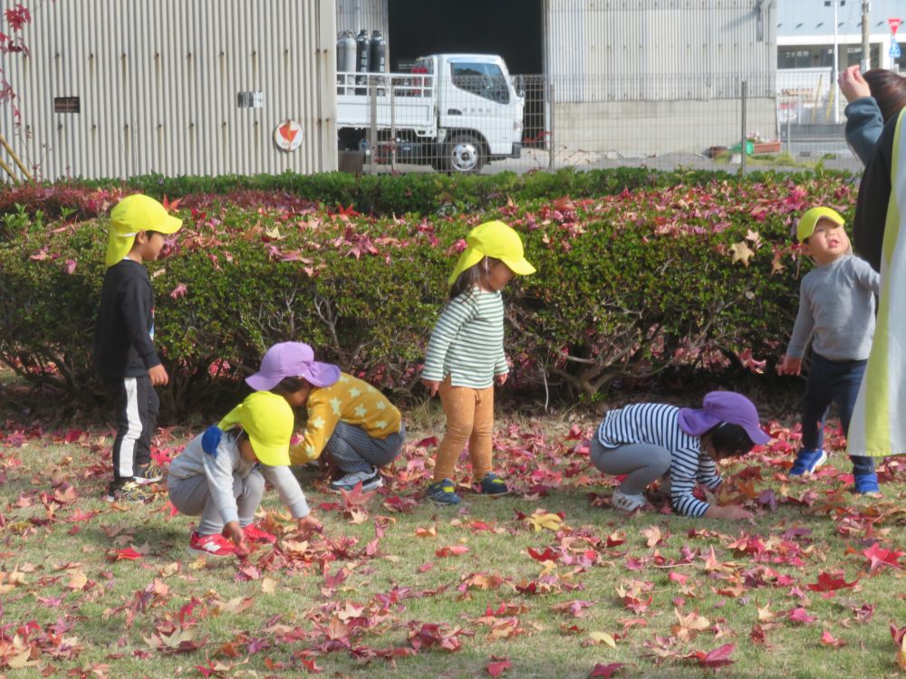 紅葉した落ち葉がいっぱい🍁
　　なんだか　ウキウキ