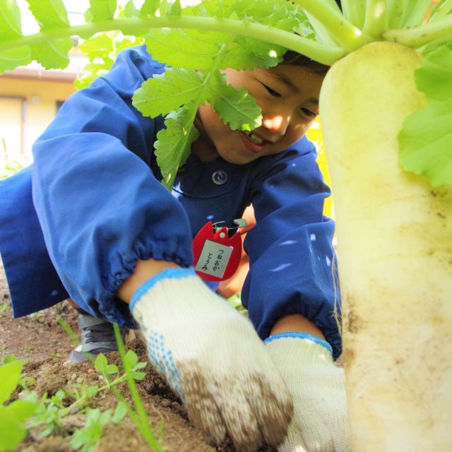 ＊　4歳児　菜園活動（つちグループ）　＊