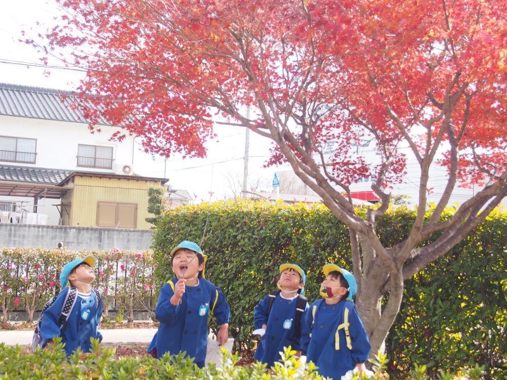 ここ数日で、急激に寒さが厳しくなったように感じます
発表会を終えたキリン組　　今日は　“冬さんぽ”です♡




いつもの東尾道公園・・
　　　　変化に一番に気づいたのは・・　Ｓ君！
「ねぇねぇ、モミジがきれいな色になってる」