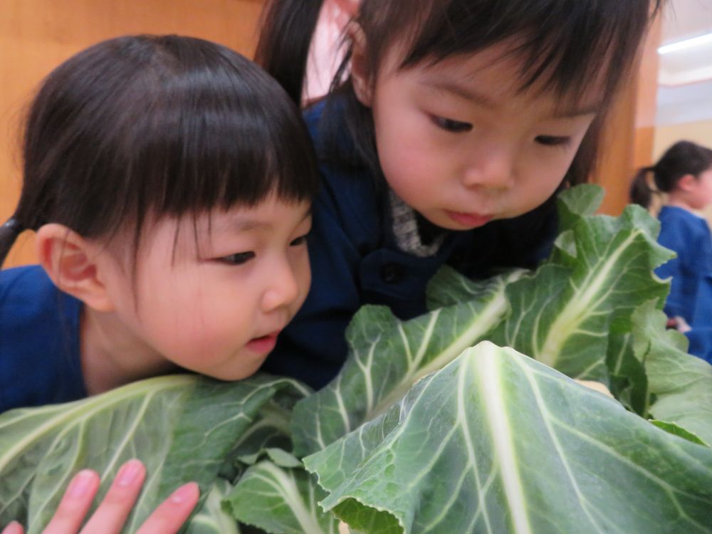 なになに～～これは・・・(ﾟﾛﾟ屮)屮
大きな葉っぱ~～(ﾟﾛﾟ屮)屮
おっと・・葉っぱの中に・・何かあるよ～(*^-^*)