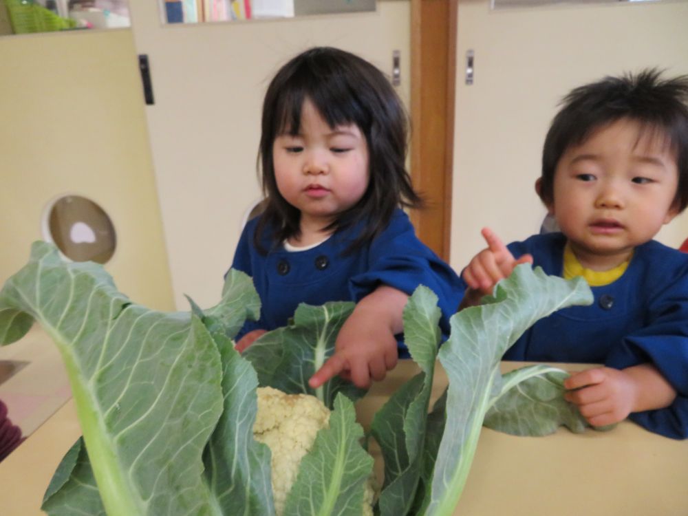 それにしても・・・大きな野菜だね～せんせぃ～～