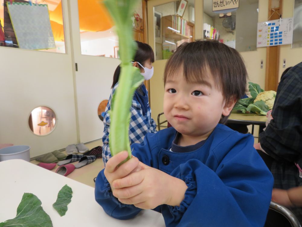 葉っぱをちぎったら・・・なが～～くなっちゃった(^▽^)
