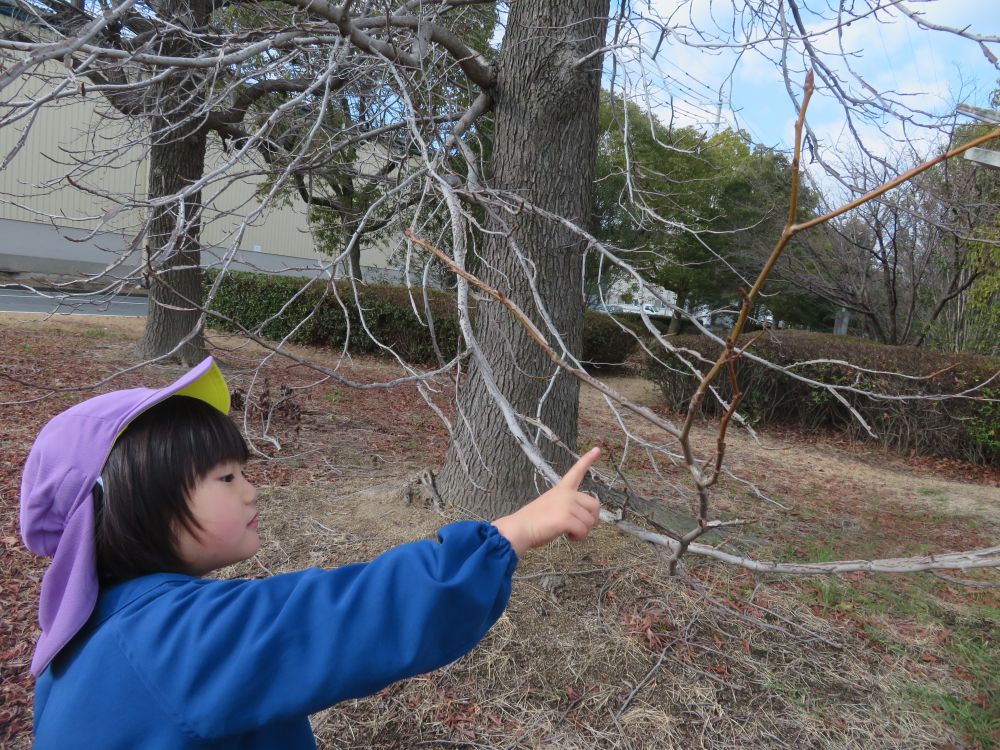 リス組さんが、発見！！

「ここから、色が違うよ。」
　　（確かに・・・先の方が、若い色してる）