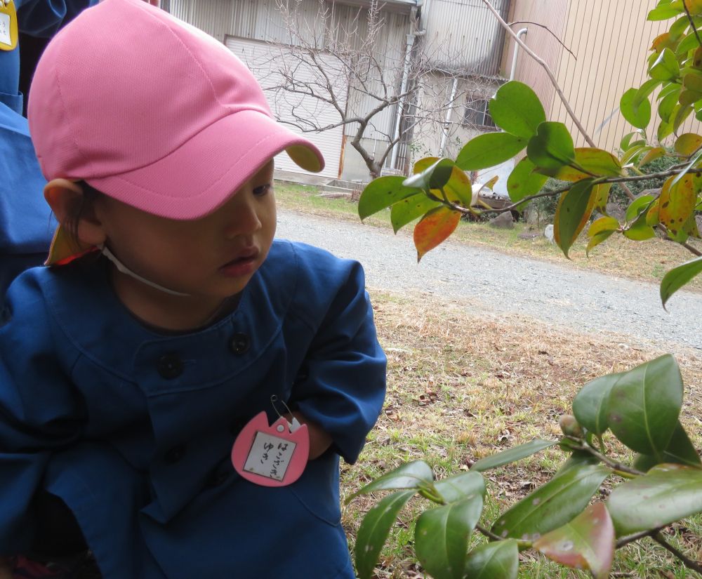 ヒヨコ組さんが、発見！！

じー・・・
　　（何、見つけたの？　あっ、つぼみ。
　　　　　　もうすぐ、お花が咲くよ♪）