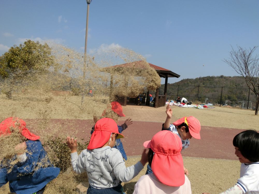 一足早い『桜吹雪』ならぬ『芝吹雪』？
集めては投げ、投げては集め・・・

見てるだけでイガイガしそう～
