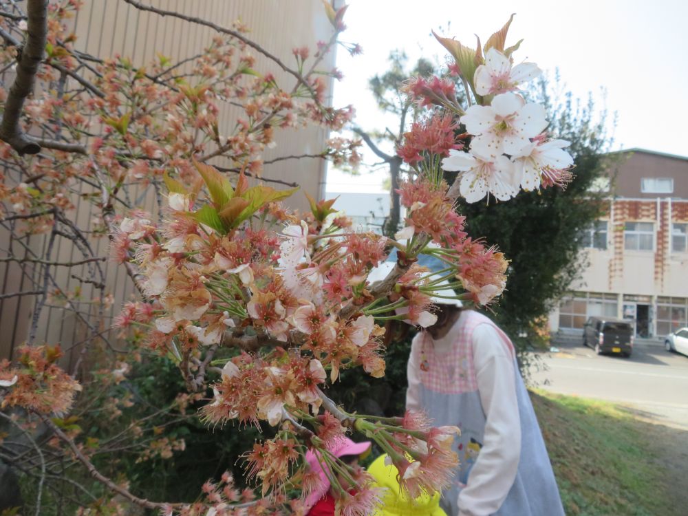 一週間前、満開だった”さくら”　