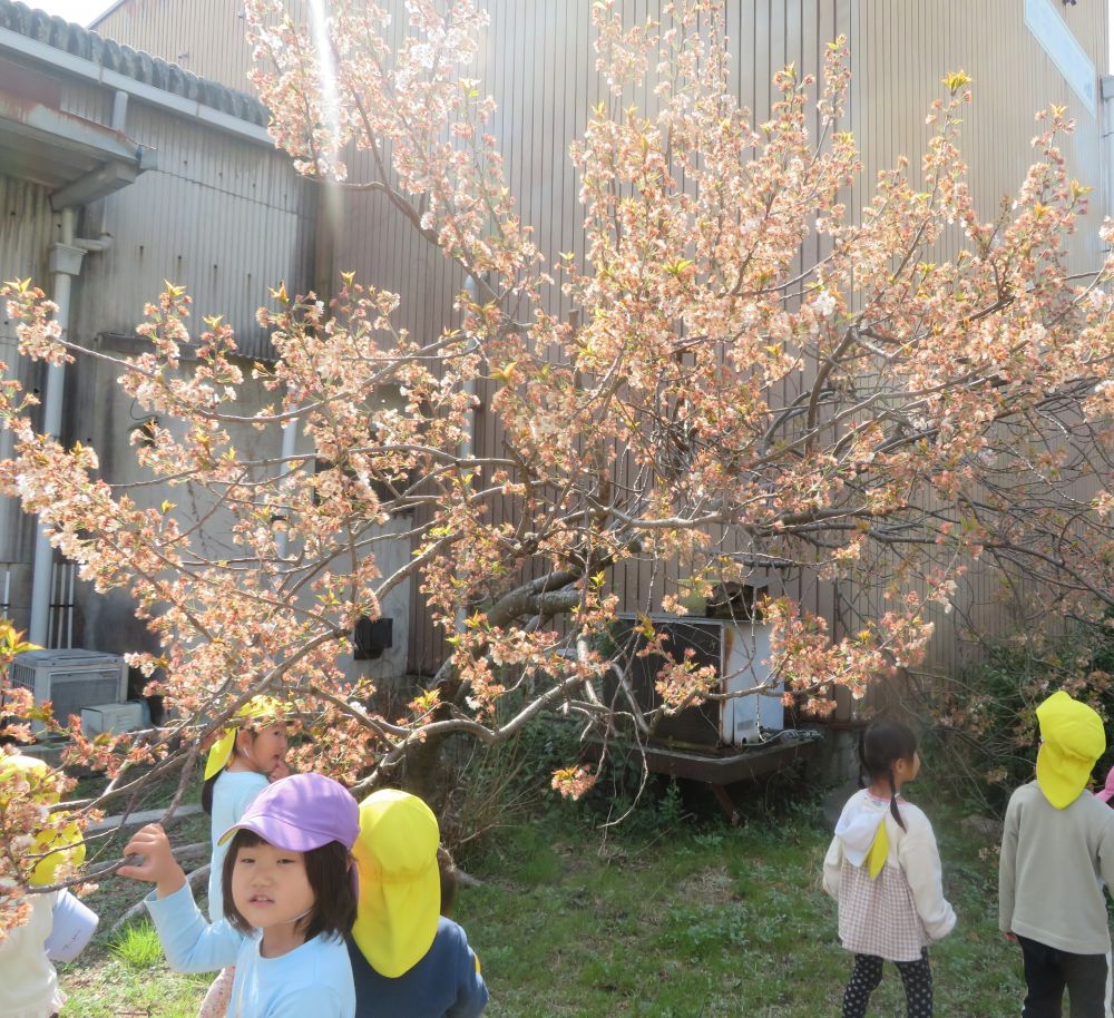 みんなで見に行くと・・・
　もうだいぶ散っていた。
　　5月には”さくらんぼ”ができるんだって🍒