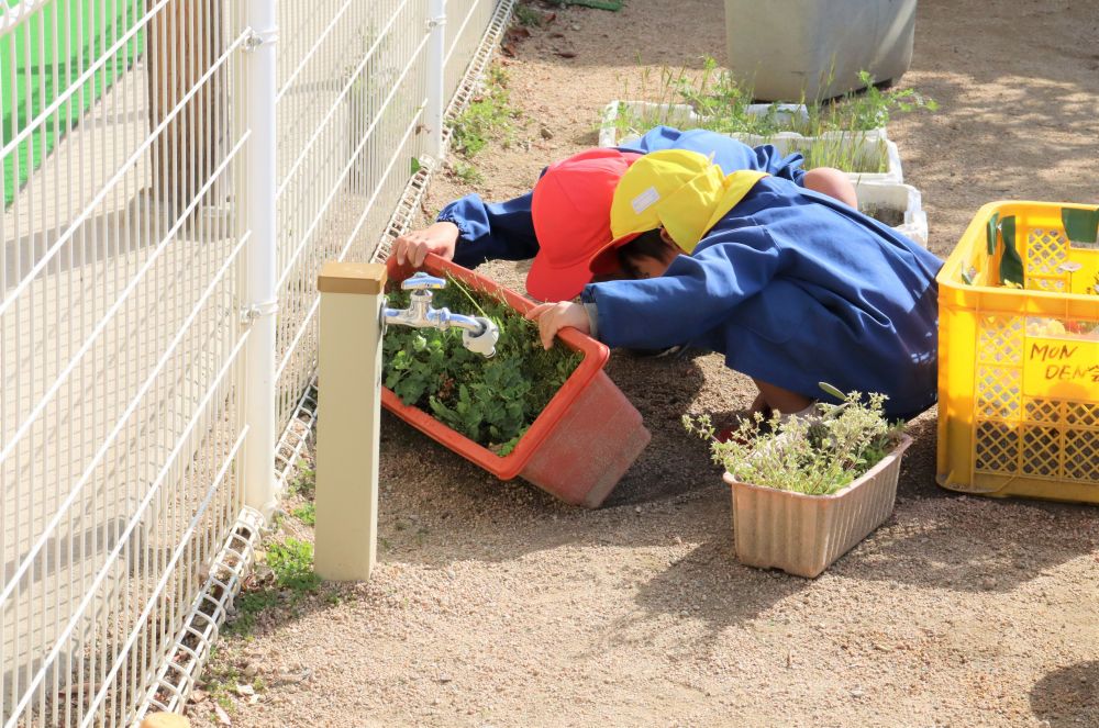 暖かくなると動き始める虫・・　咲く花・・
　　　自然に興味をもちながら遊ぶ子どもたち



花壇を動かして・・・　覗き込む・・・