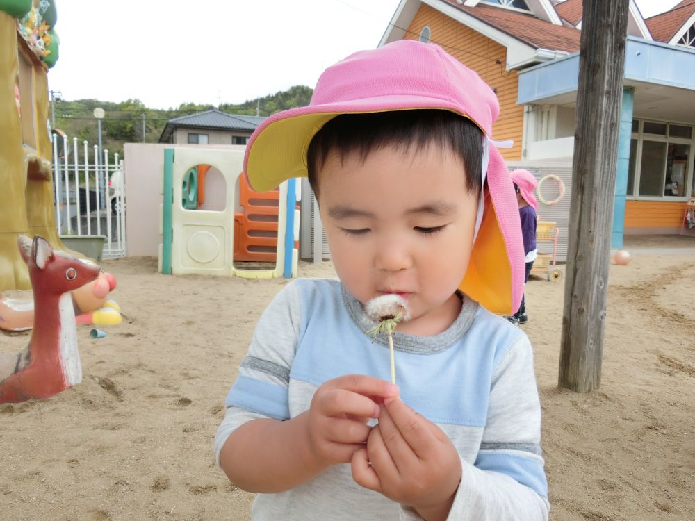 ぽかぽかと暖かい日が続き
保育園にたくさんの虫が遊びに来たり
お花がきれいにさいたりしています。
クマぐみさんは虫を探したり、
園庭に咲いているお花にお歌を歌いながら水をあげたり・・・
様々な自然に触れて楽しんでいます。

タンポポの綿毛をみつけた、Ｔくん。
前の日に、先生とふ～っとすると、綿毛が飛んでいくことを経験していたので・・・

じーっとみつめて、やってみようかな・・・
