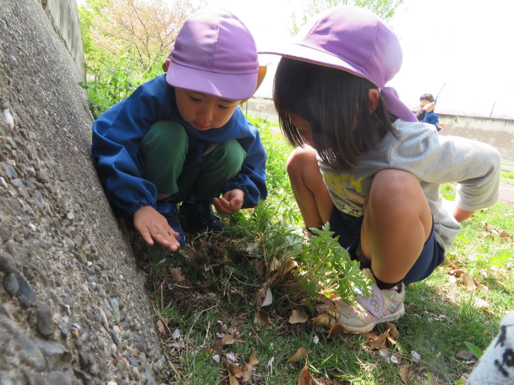 「このだんごむしどこにおったん？」
「だんごむしって葉っぱとか石の下におるんよ」
「あーあ！絵本で見たね！」
「いっぱいおったおった！」　草をかき分けて夢中になって探す♡

草花や土の周りは
子ども達にとって宝の山のようです♪