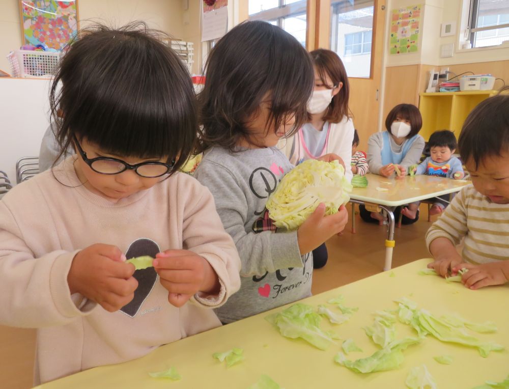 「こっち（キャベツ）の方が葉っぱはぎゅってしてる！」
「キャベツの方が重いよ！」
「春キャベツは葉っぱがやわらかいかも」
そうです。春キャベツはキャベツに比べて、みずみずしく、軽くて、葉っぱの巻きがゆるいんです。大正解！！

次はたけのこを触ってみました。
皮の部分に触れて
「ざらざらしてる～」「とげとげがあるね！」
と教えてくれました。
いつも食べている見た目と違うのでとても興味深々な様子でしたよ！

みんなで考える時間が終わるとお待ちかねのキャベツの葉っぱ剥き！
