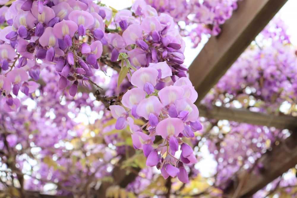 藤の花言葉　【優しさ】　【歓迎】
第１園庭には・・　藤の花の爽やかな香りがします
