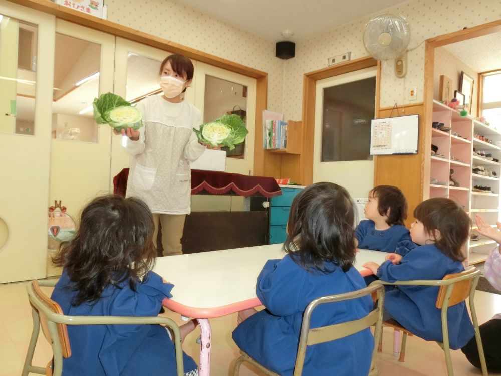 ヒヨコ組さんも、キャベツをみせてもらったよ。
給食の先生が、包丁で半分こにして見せてくれたよ。
キャベツって、こんなになってるんだね。

子どもたちは、キャベツの断面をじーっとみていました。
それでは、
ヒヨコぐみさんも、きゃべつにさわってみよ～！