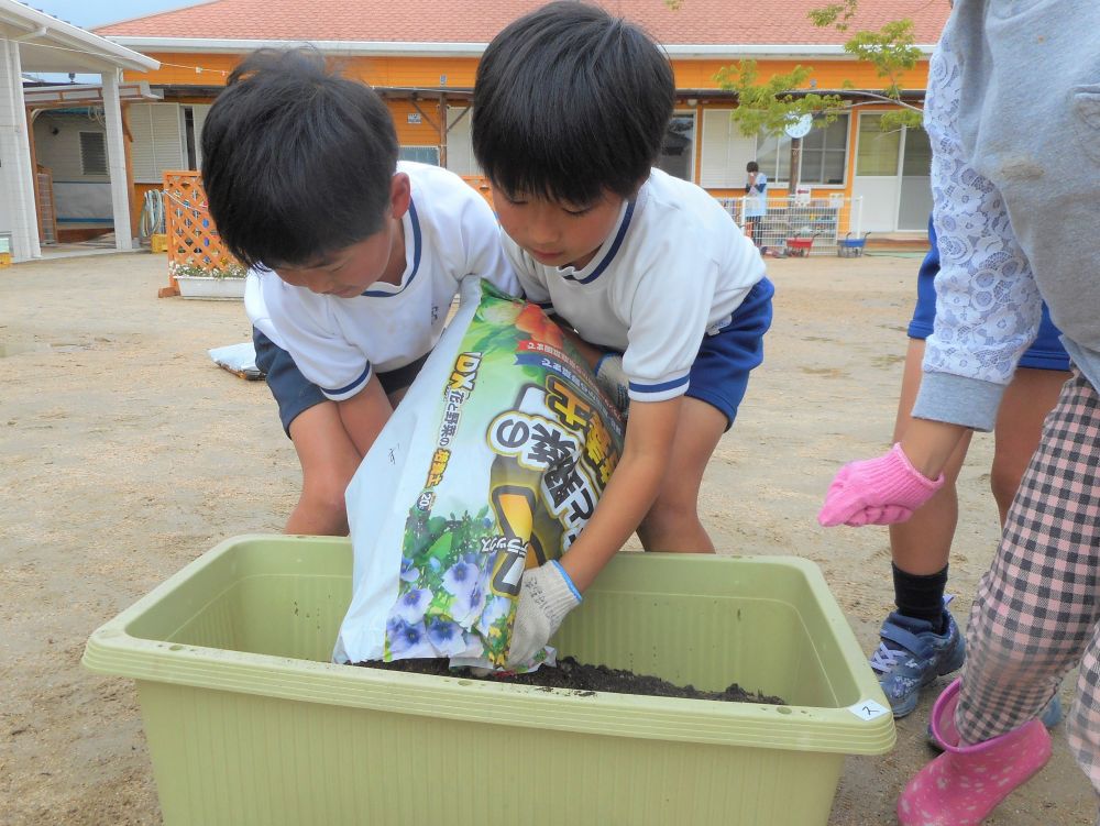 楽しみにしていた菜園活動。久しぶりにつける軍手をパンパンたたいて、待ちきれない様子が伝わります♡

まずはプランターに土を入れる作業です。
「土を入れるのにスコップがいるよね～」と事前に話し合っていた子ども達。
けれど・・・今日は豪快に袋ごと♪
重い袋をかついで入れる子や、袋の中に両手を入れ手の平ですくって移す子や、スコップで入れる子・・・様々です。それぞれが自分で考えた方法で頑張りました☆