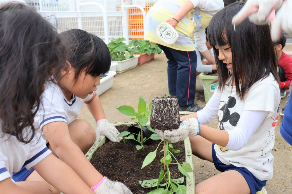 ここで、夏野菜の苗が登場！
6種類の苗を見て、「何の苗でしょうクイズ」が始まりましたが、苗で見分けるのはさすがに難しいね。唯一、紫色の茎を持つ苗が「なす」だと分かりました♡

茎を折らないようにそ～っと土の中へ・・・。一番ドキドキする瞬間だね☆