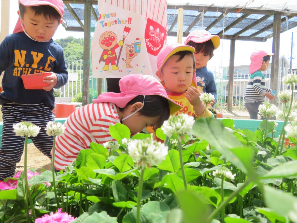 園庭の花壇にたくさん来ています。
クマぐみさんは、虫探しに夢中！

ここにいるんじゃない？
草に頭が埋もれるほど必死で探していますよ。