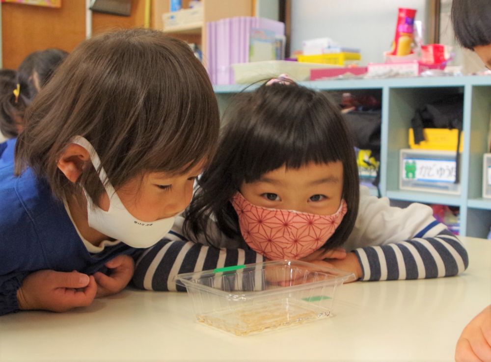 毎日水を交換し、種もみに白い芽が出てきたら次の作業をしようね！
白い芽が出てきたら給食先生にも教えてね♡

あとどのくらいで芽が出るかな～
次の作業も楽しみにしてね。

お米が出来る季節は秋です。
