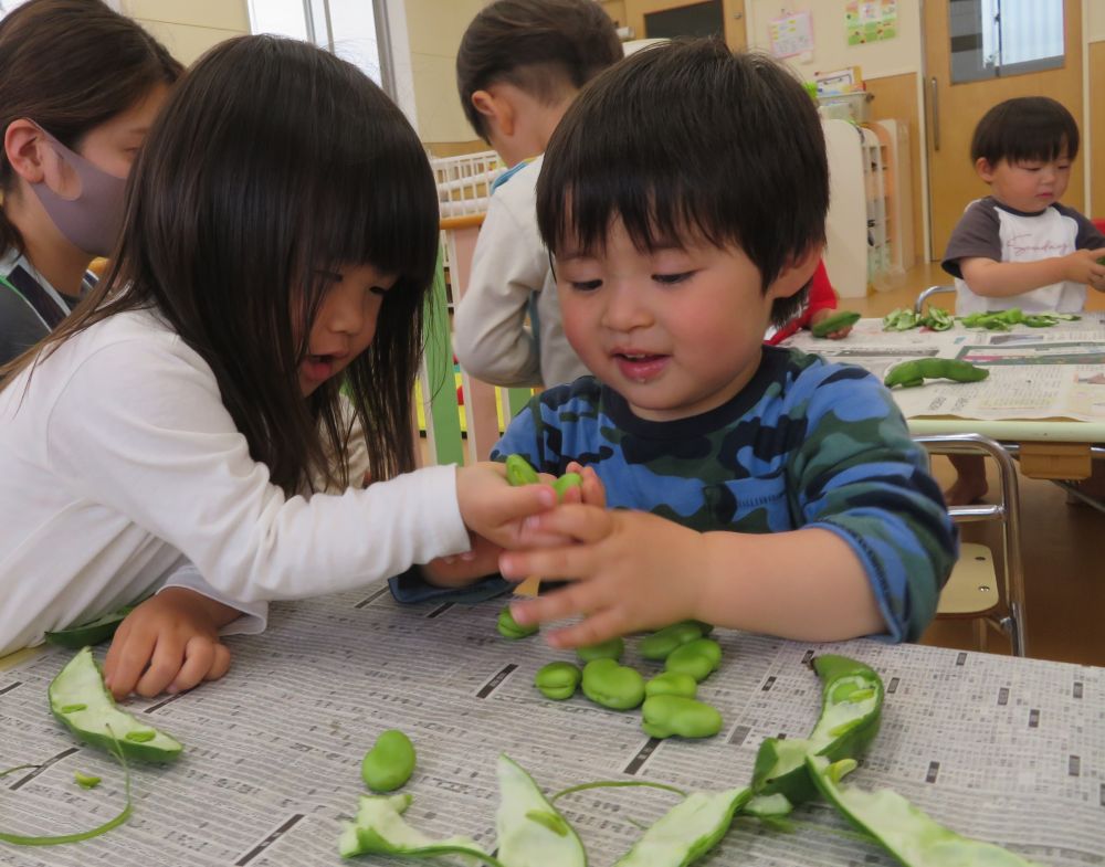 今日は５月の「食育の日」です。
今回は旬の野菜であるそら豆とグリンピースに触れました。

ウサギ組・ヒヨコ組・クマ組さんはそら豆の皮むきを行いました。
まずは「そら豆くんのベッド」という絵本を読んで興味を持ち始めた子どもたち。
「早くやりたいね！」の声が聞こえてきました♪
目の前にそら豆が置かれると、「ここにそら豆くんがいるの？」と皮つきの状態を不思議そうに見つめたり、匂いをかいでみたり、恐る恐る触ってみたりといろんな反応を見せてくれました♬
いざそら豆の皮を剥こうとすると、皮が硬く豆を取り出すには少し難しそうな様子・・・
しかし少し切れ目を入れてあげると、あっという間に皮から豆を取り出していきました☆
「見て見て！いっぱい入ってる！！」
嬉しそうにそら豆の皮むきをしていましたよ♡



