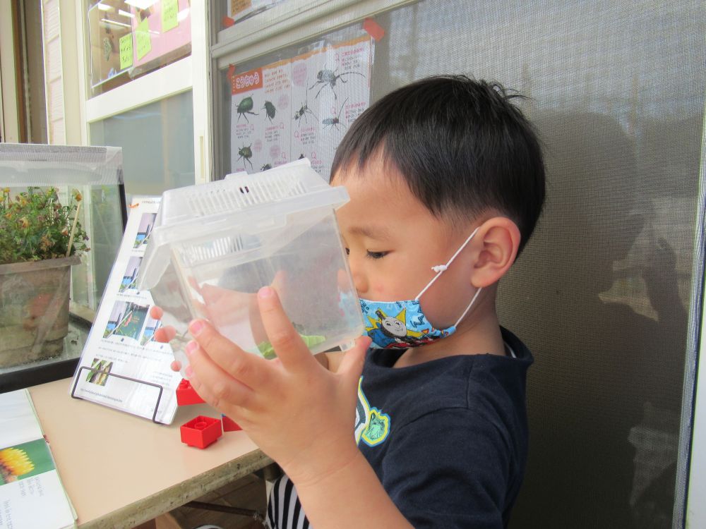 子どもたちは様々な場所で虫との出会いを楽しんでいます

植木鉢の下で・・　咲いている花で・・　土を掘ってみたら・・

虫を見つけては　「あ！！おったー♡」　「虫かごに入れよ～！飼ってみたいな～」と友達との会話も弾みます♪
子どもたちの　”飼ってみたい”　の気持ち、大切にしていきたいです

まずは・・
観察を楽しみながら、少しずつ虫の命を大切にする・・・ということを学んで欲しいと感じます




先日見つけたテントウムシのサナギが、虫かごの中で葉っぱを食べ成長し、大喜びの子どもたち♡

テントウムシをじーっと見つめるＥくん・・・　「あ！飛んだとんだ！！」　テントウムシの動きを観察中です