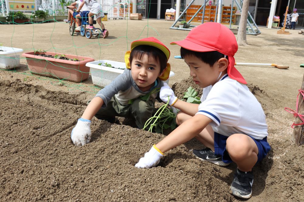 「この葉っぱがサツマイモになるん？」
どんなふうに生長するか想像しながら菜園を楽しみます