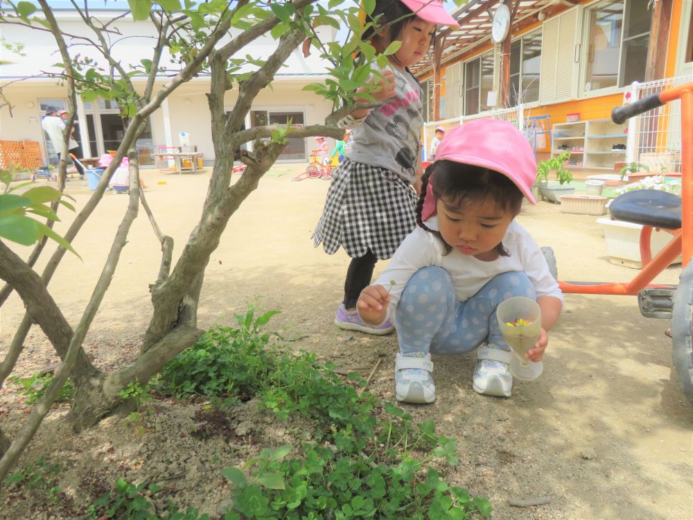 お花を摘むとまたキョロキョロ…
木の下のクローバーに目をつけたAちゃん

1枚1枚丁寧にチェック…

Aちゃんの真剣な表情を見ていると
どんな物が出来るのかこちらもワクワクしてきます♡


