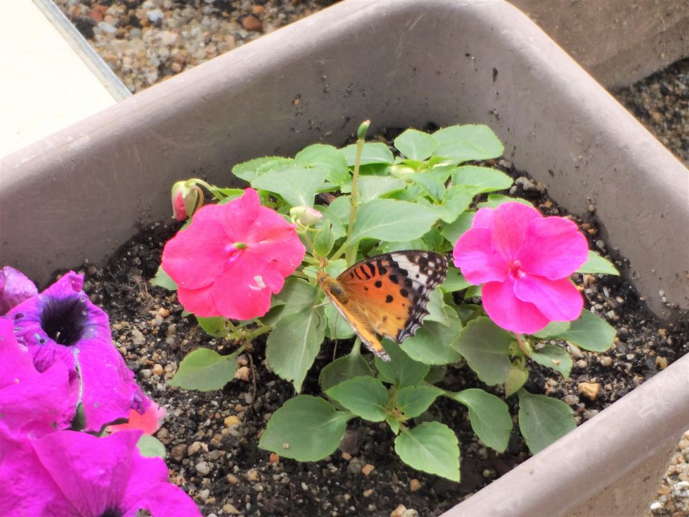 ゆめはうすの園庭にはいろんな虫が住んでいます
ダンゴ虫‥　アリ‥　あおむしくん‥　ヤモリ・・・
春になってヒヨコ組さんはいろんな虫に出会って、自分で探したり触ってみたりの毎日♡
