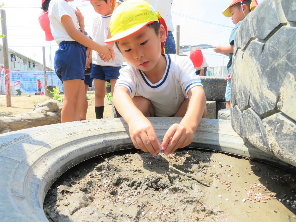 〈6月8日〉田植え
田んぼの土の準備も整い、みんなの種もみも元気に成長してくれたので、いよいよ田植えを決行♡
「最初に土を元気にしてくれるものをまくよ」と伝えると、
「ひりょうよね！」と子ども達。
9個あるタイヤにどうやって均等に肥料を入れるか・・・
いろいろ考えた結果、2つのグループに分かれて、さらに4人一組になり担当するタイヤに肥料を入れることになりました。
